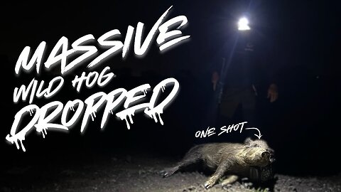 One Shot a Big Wild Hog | LWRC 350 Legend!