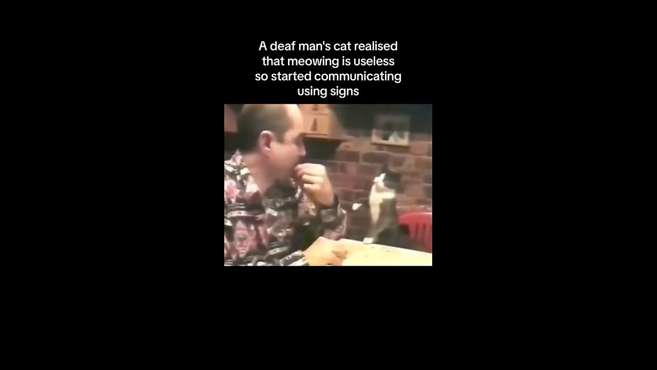 cat using hand sign to talk to his deaf master
