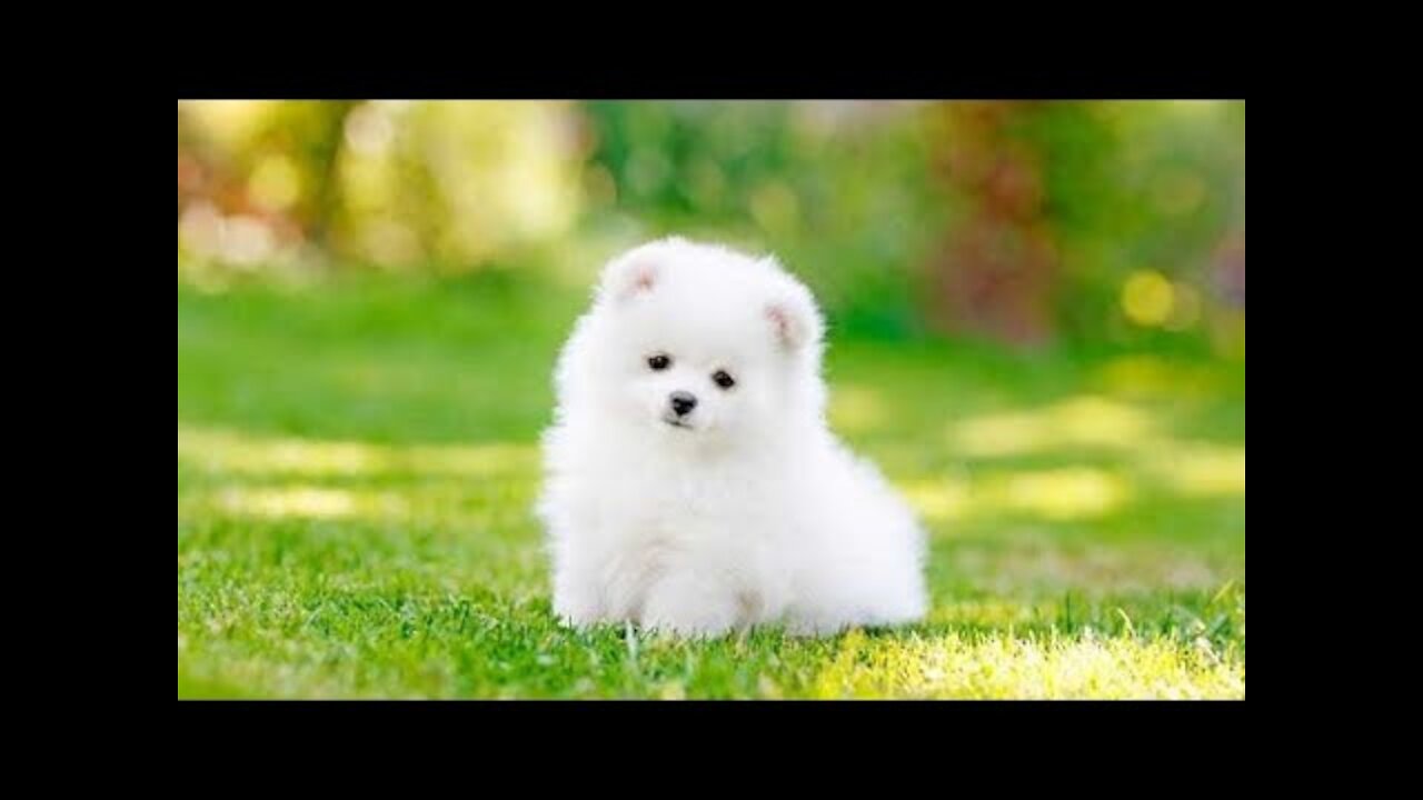 🐕funniest cats and dogs - awesome funny pet animals - life videos -🐶 top funny cat 2022.