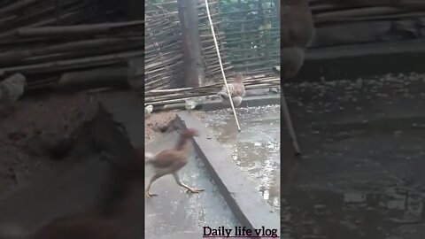 Mother hen is looking for food outside in the rain