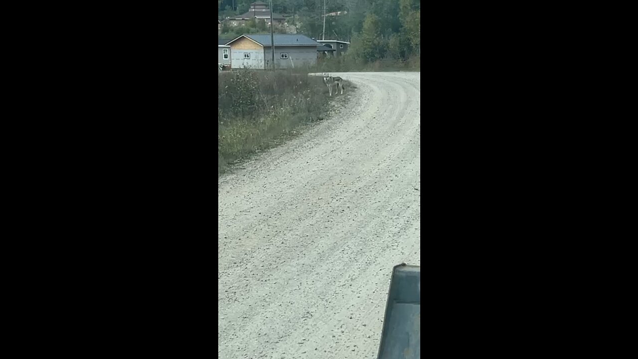 Small wolf close to Rez home in Sabaskong
