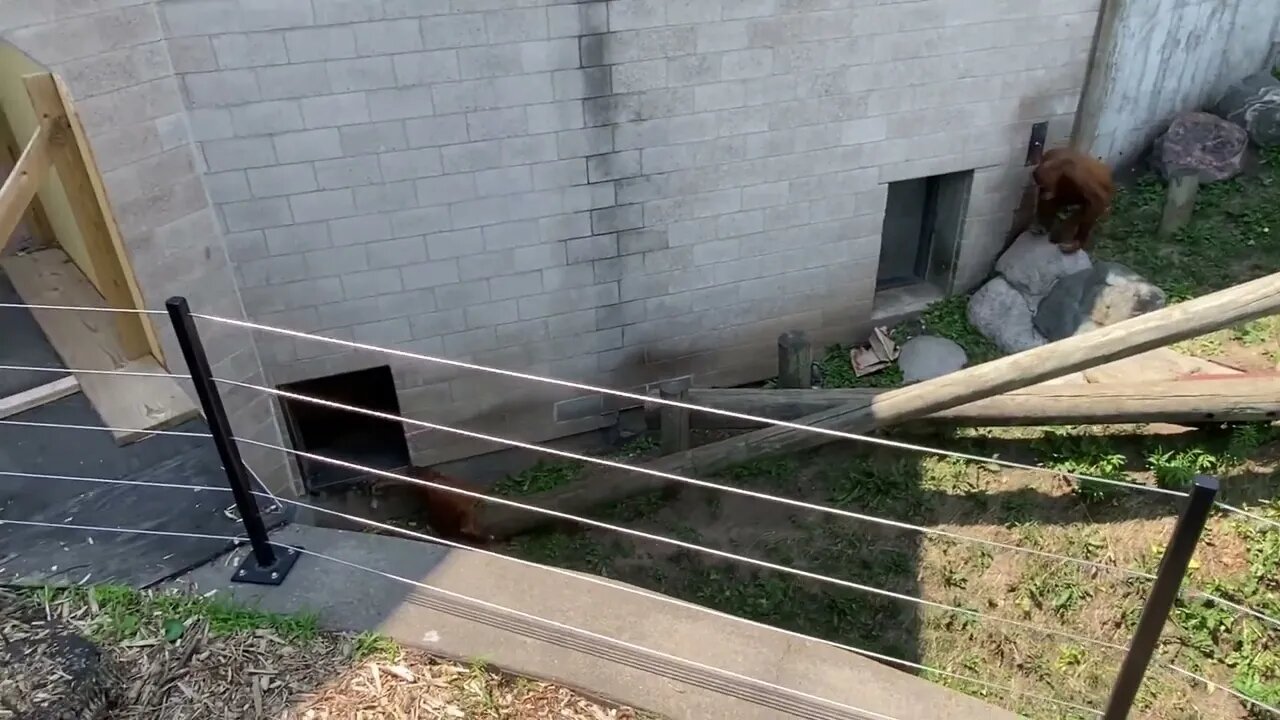 Kemala the Orangutan sliding down a log