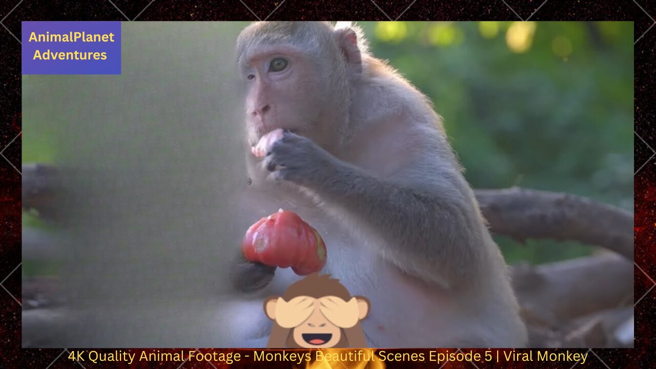 4K Quality Animal Footage - Monkeys Beautiful Scenes Episode 5 | Viral Monkey