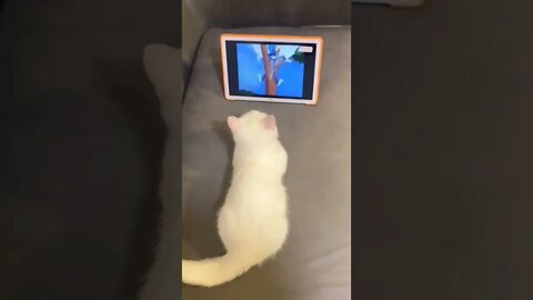 Thriller moment