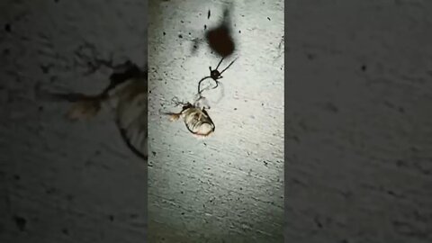#Black-widow