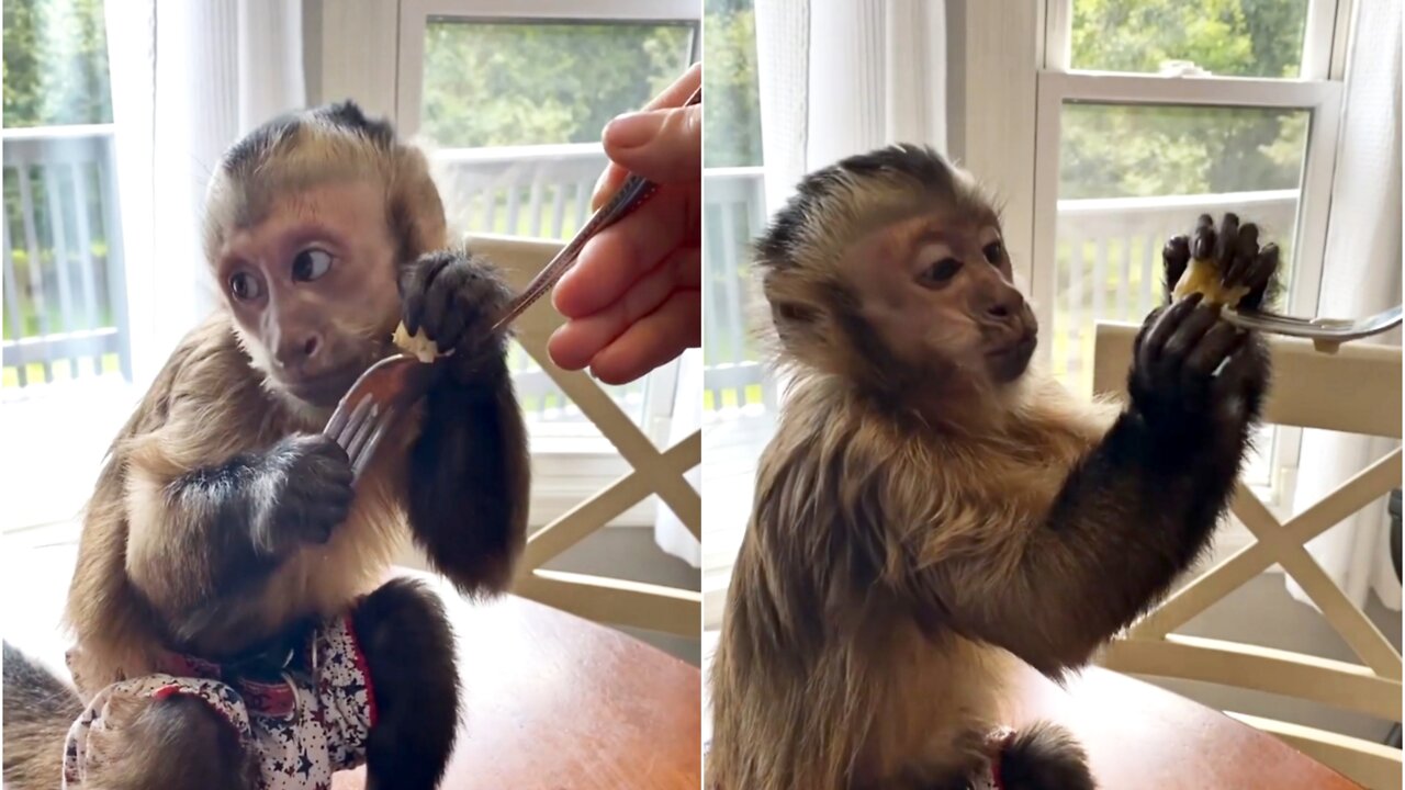 Mmm, cinnamon rolls! Kiala only gets a bite but she makes the most of it. 😂