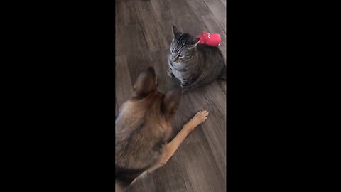 funny cat and dog fight #1