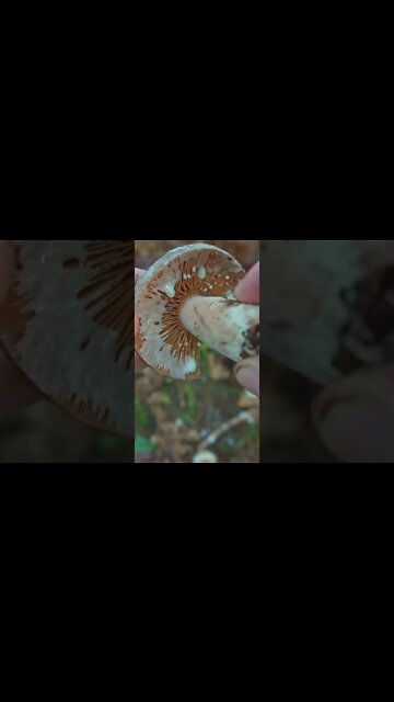 This Mushroom OOZES a MILKY Sap when Cut or Bruised!