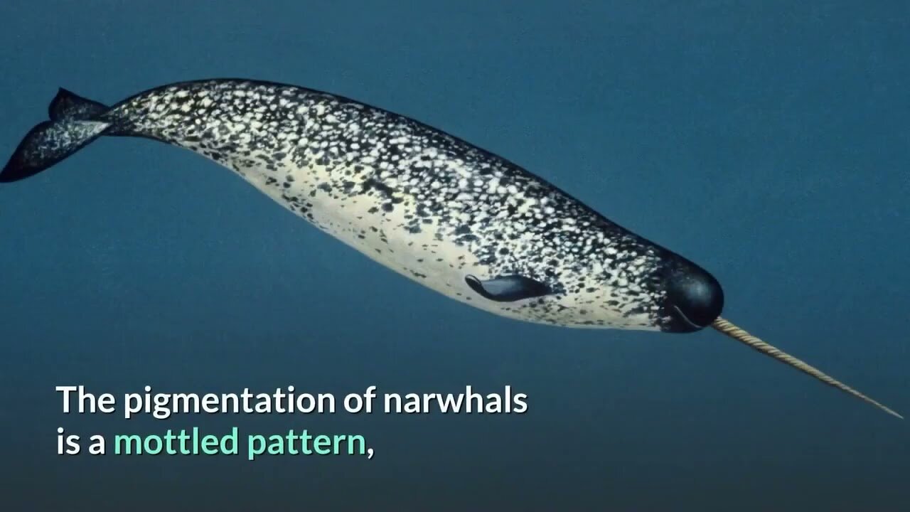 Narwhal Description, Characteristics and Facts!