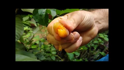 jabuticabeira Sabará híbrida escarlate dovialis doce bacupari produzindo em vaso