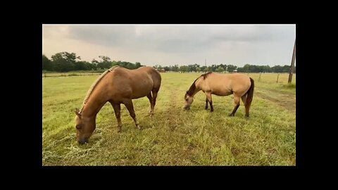 Feeding Horses In The Morning - Some Bird Footage Of New Bird Bath