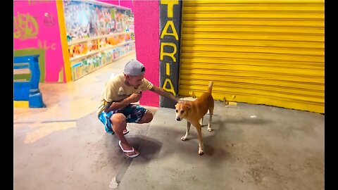 Homem sai adotando todos os cachorros de rua que vê