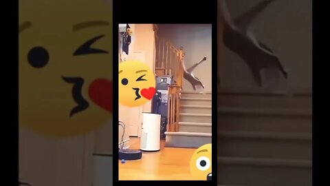 Cat amazing high jump will blow your mind