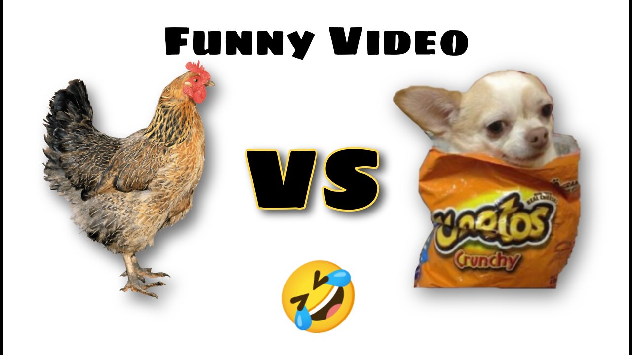 Funny Chicken vs dog | compilation | funny video 🤣