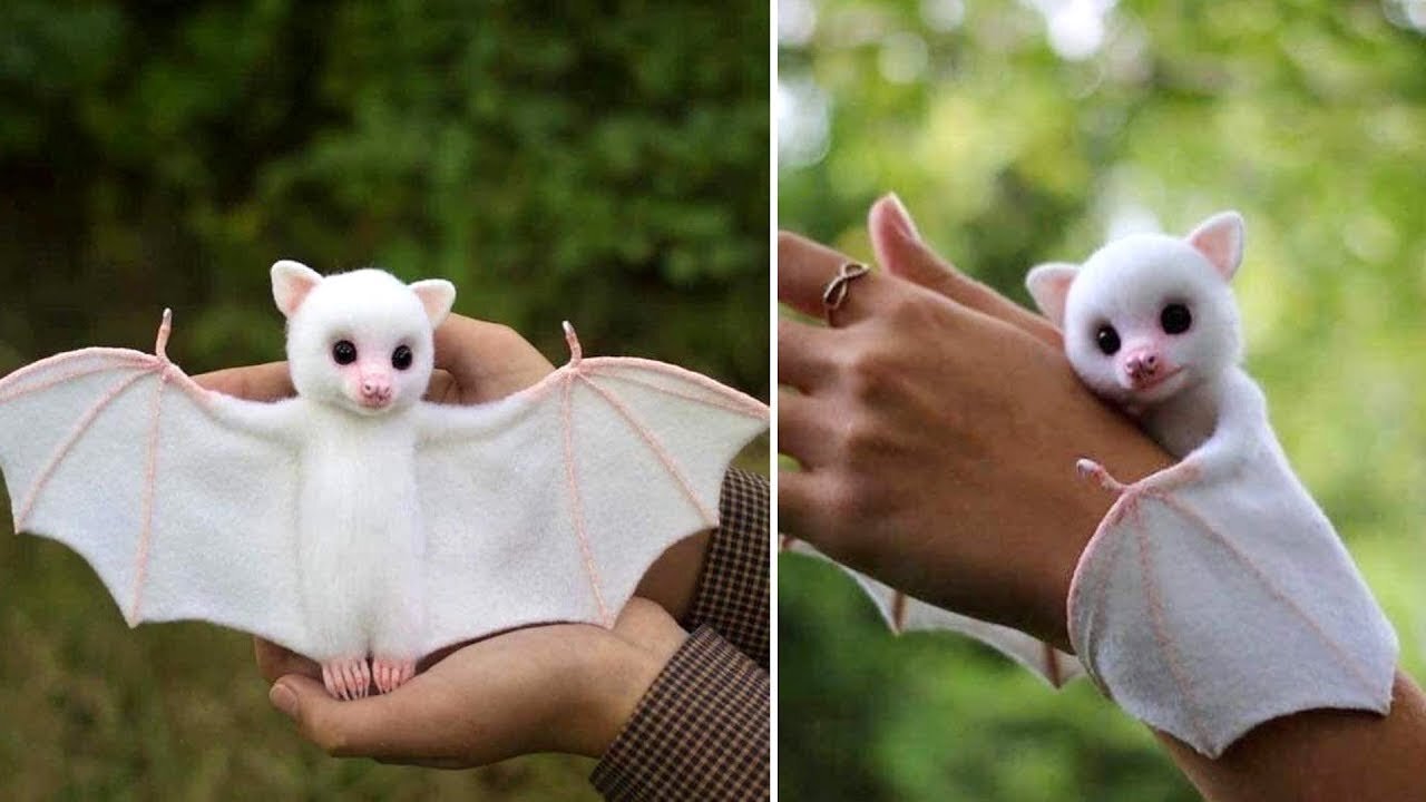 10 Cutest Animals in the World