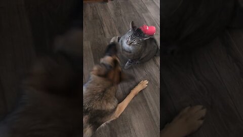 Funny cat and dog fights