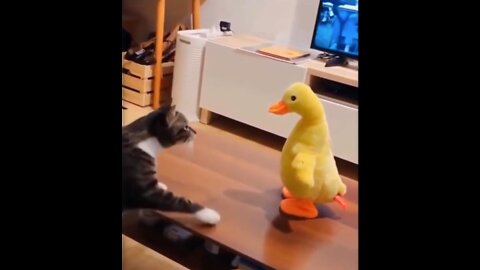 Cat vs Duck epic fight