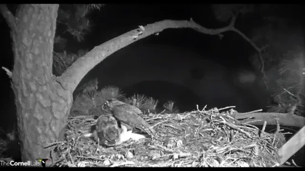 Breakfast Is Served 🦉 4/1/22 04:35