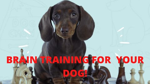 Brain Training For Dogs