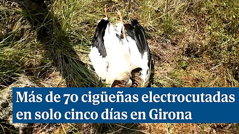 Más de 70 cigüeñas electrocutadas en solo 5 días en Girona