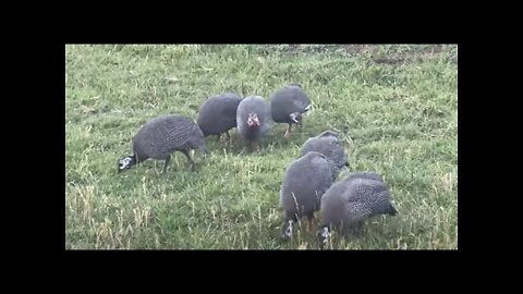 Guinea Hens Came By To Visit And Eat Bugs