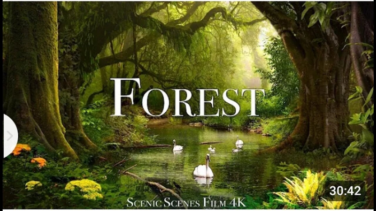 Forest 4k -The Healing power of the Nature sound #