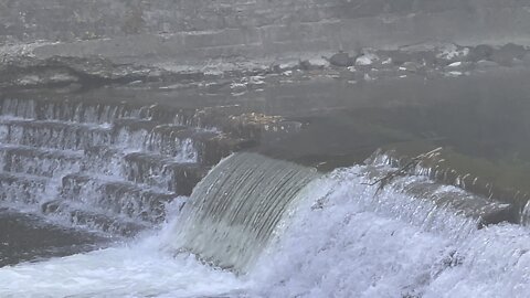 Salmon run Humber River 2022 edition 8