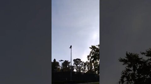 Flik, reporting live in Ventura..