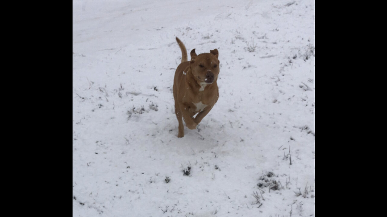 My Good Old Boy Fat Al Sees Snow For The 1st Time.