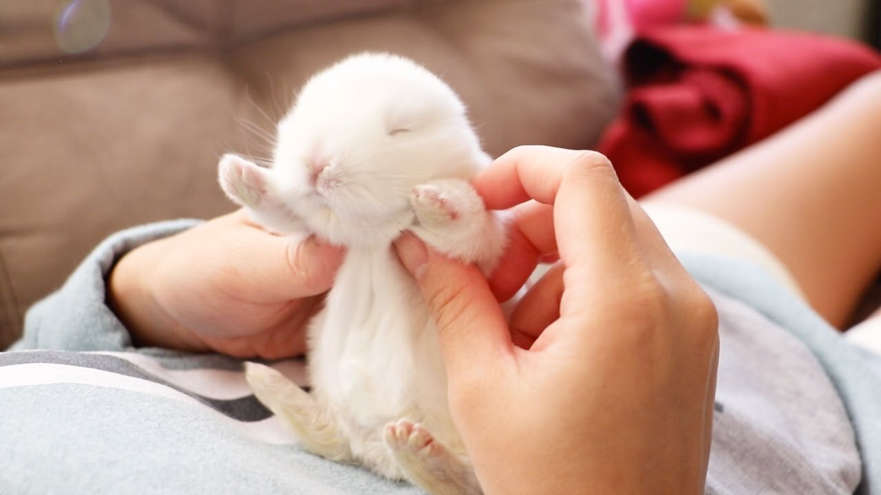 Baby Bunny. So cute