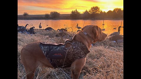 Epic Duck Hunt With My Wife (Pintail Limit)