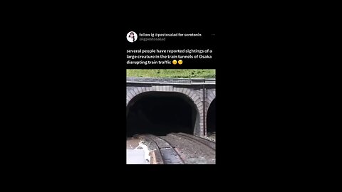 Funny cat video