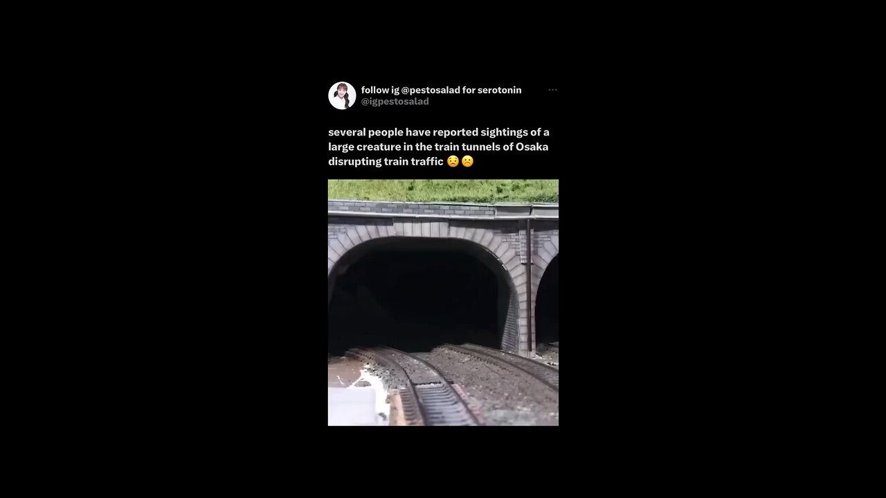 Funny cat video