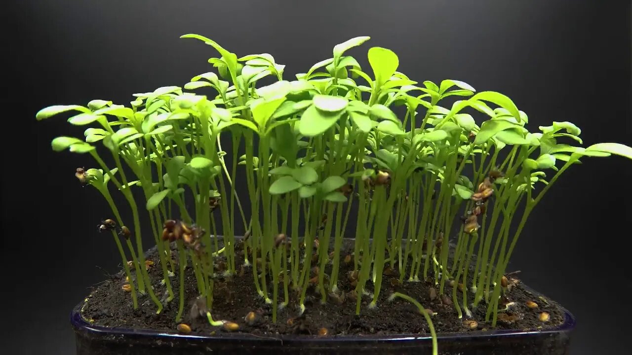 Рослинки вітамінки