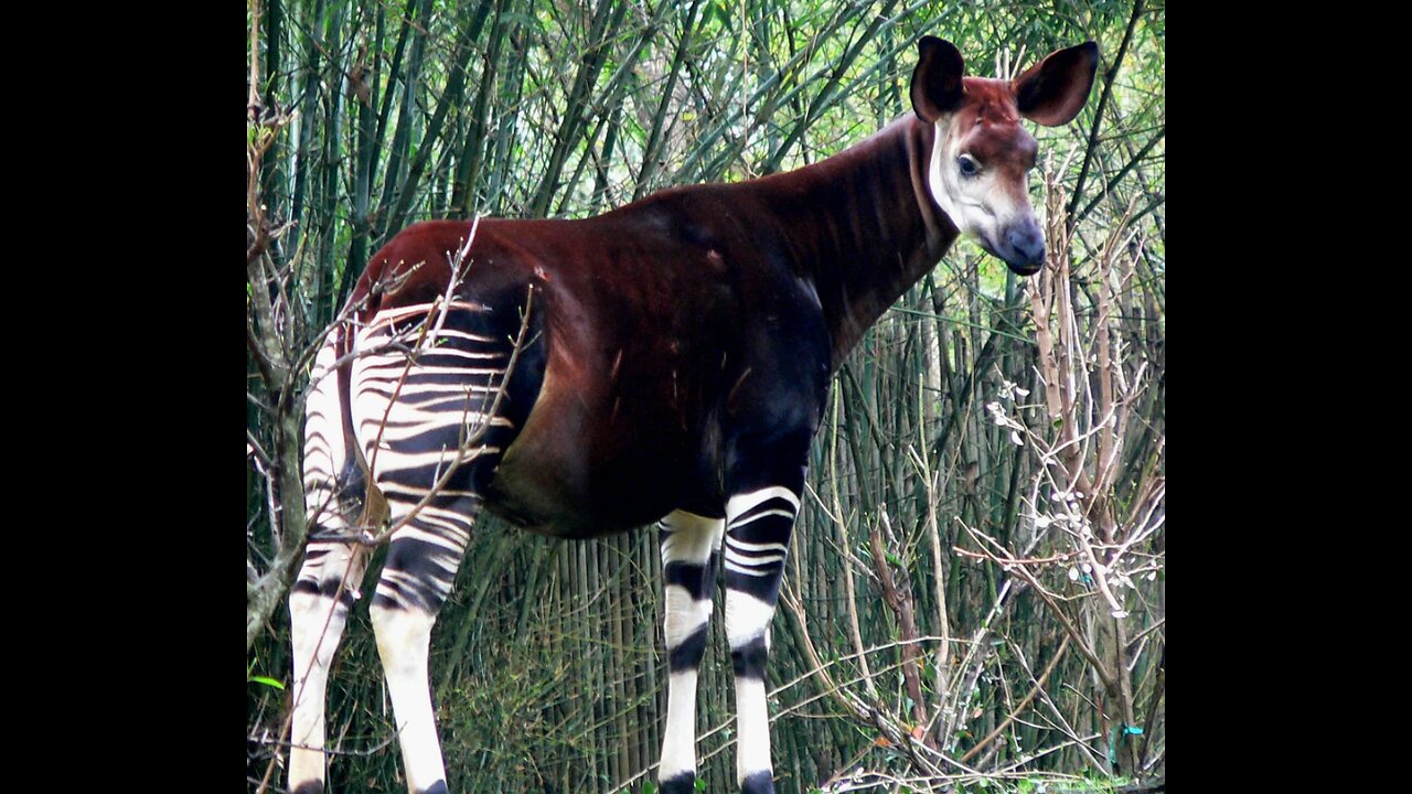 Okapi