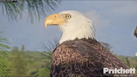 Close ups of Harriet, nestorations, end of day bonding. 10-1-19