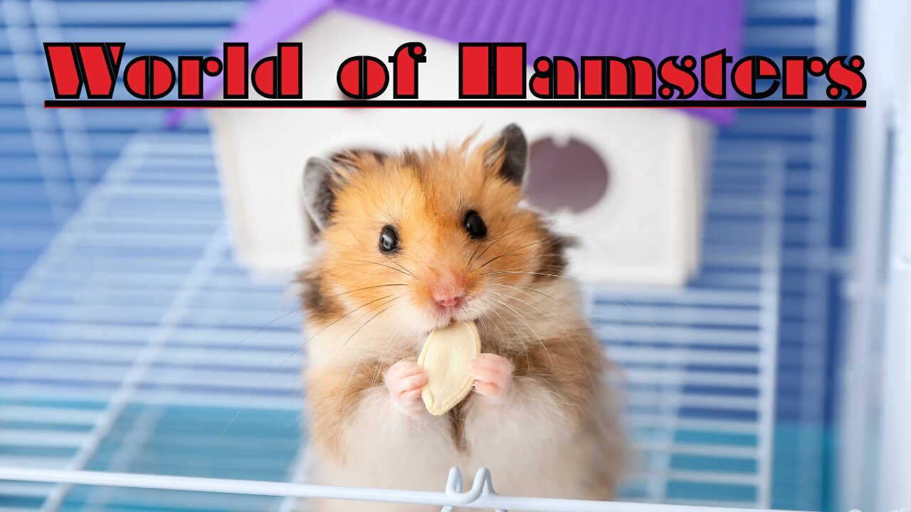 Enchanting World of Hamsters