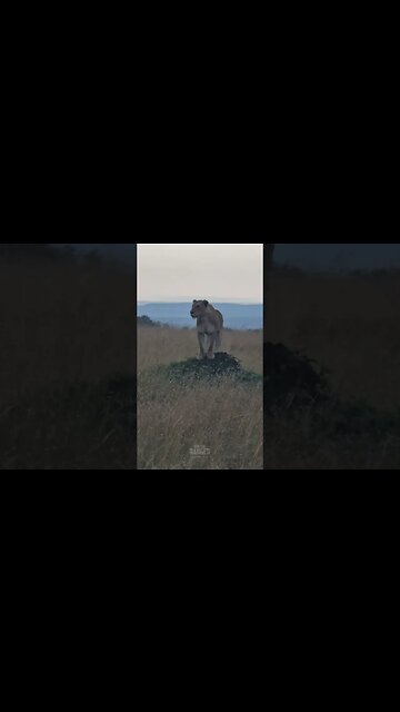 Vantage Point... #Wildlife | #ShortsAfrica