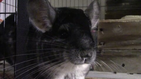 4 minutes of random Chinchilla cuteness.