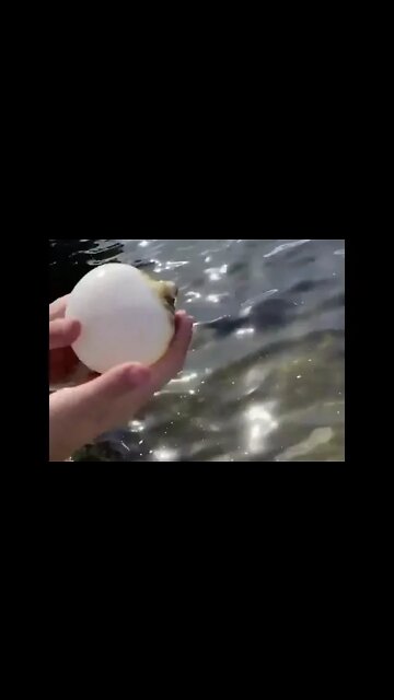 Accidentally caught a puffer fish two days ago🤣