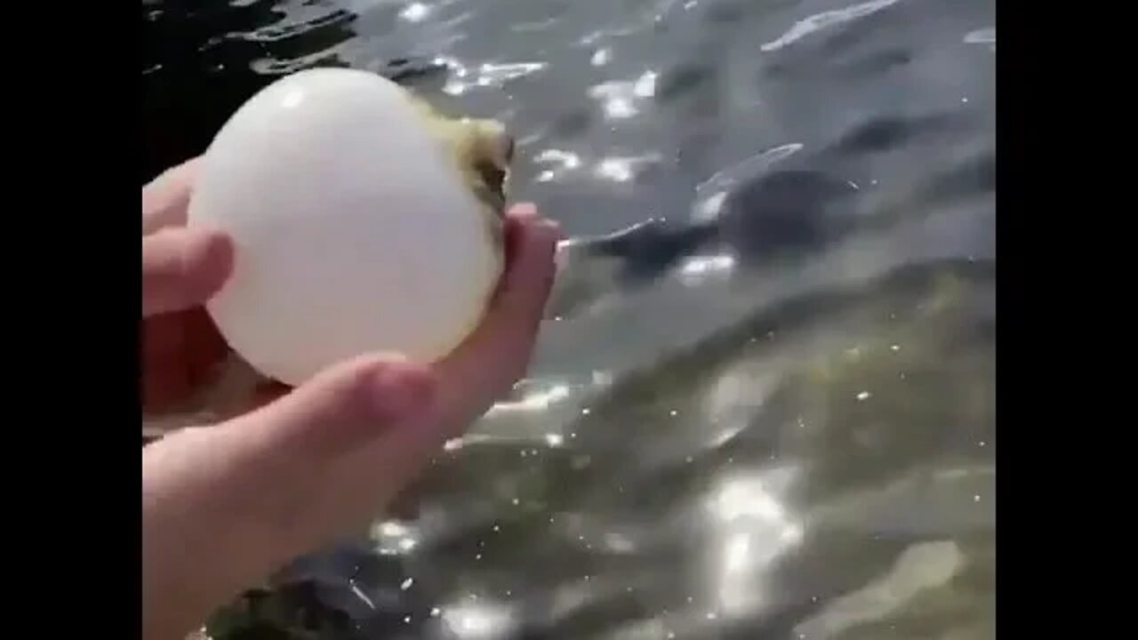 Accidentally caught a puffer fish two days ago🤣