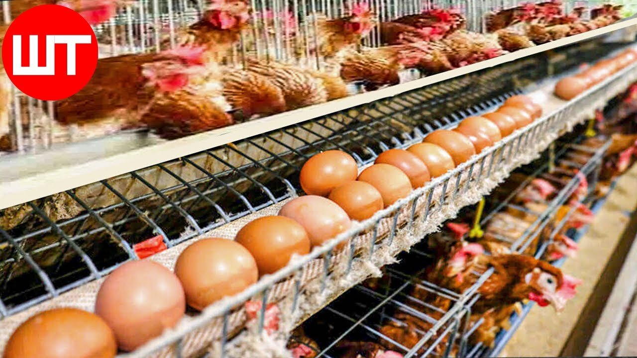 How Millions of Eggs are Produced In Poultry Farms - Automatic Egg Production Farm