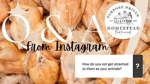 Raising Meat Animals - Most Common Questions - Homesteading 101