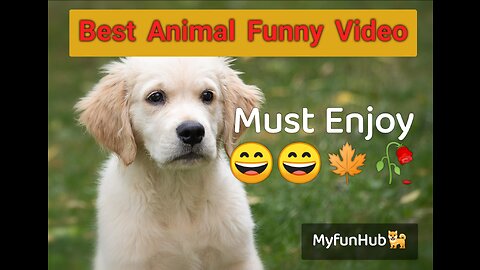 funny animals video 🥀🍁🍁🍁😄😄😄