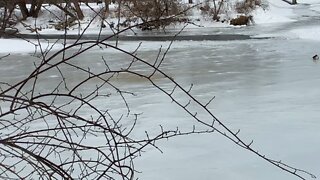 Ducks and Geese hunkered down