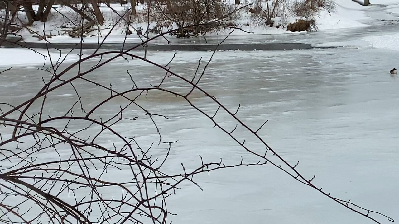 Ducks and Geese hunkered down