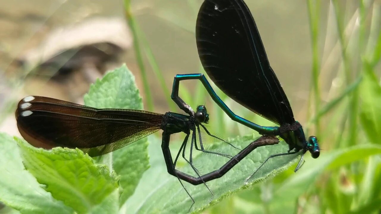 🐉 EBONY JEWELWING DAMSELFLIES 🐉