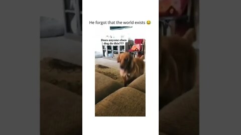 😂😂😂 🐶 #shortsvideo #shorts #fyp #funny #dog #ball