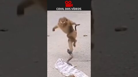 Macaco caiu na pegadinha da cobra falsa