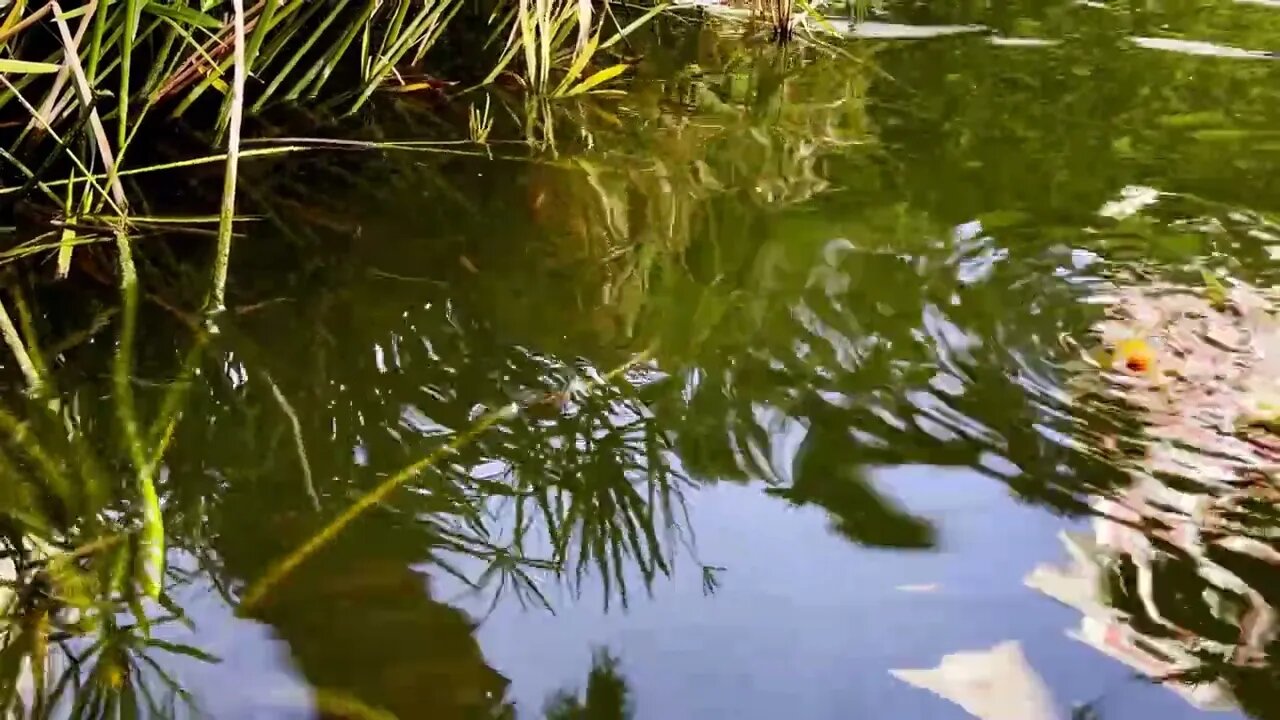 Colorful Fishes In A Lake Water